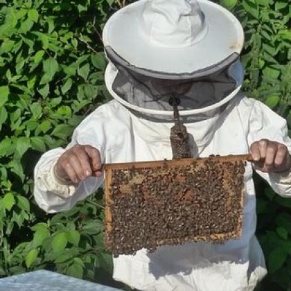 До 90 смъртност на пчелите в различни региони на страната констатират