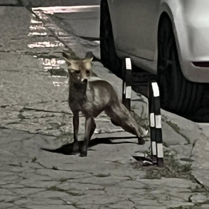 Лисица заснета в близост до снекбар в Плевен предизвика бурни