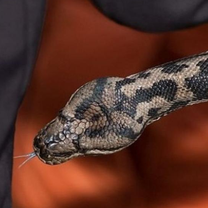 76 годишна жена от септемврийското село Лозен беше изписана от Първо