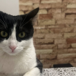 Котка изчезна от автобус по линията Пловдив – Благоевград: 