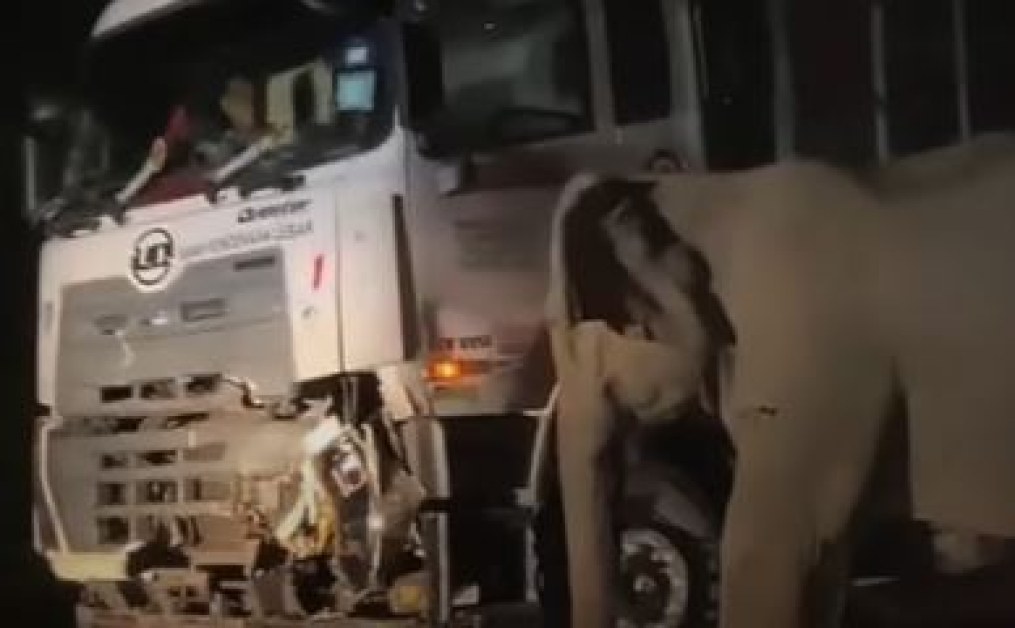 Камион затисна слонче, майка му опитва с часове да го освободи ВИДЕО