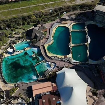 Две косатки и 12 делфина се намират в тежки и