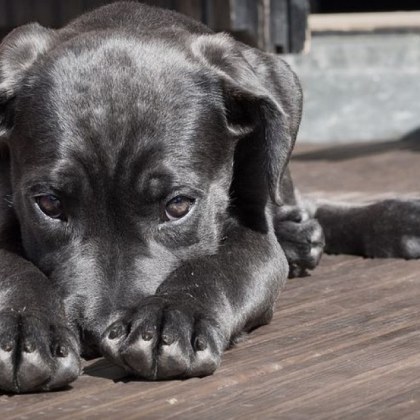 Екипи на пожарната успешно спасиха куче попаднало в трудно достъпно