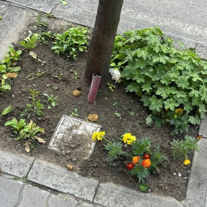 Малка градинка създадена с лични усилия се превръща в тоалетна