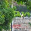 Първи подробности за мъжа, заплашил да скочи от тунела в Пловдив