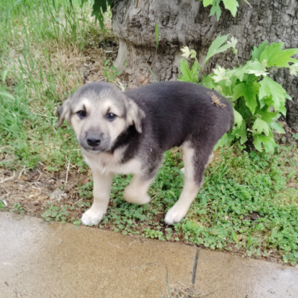 Силна история за човечност и самоотверженост трогна потребителите в социалните