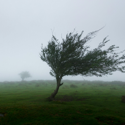 Предупреждение за силен вятър за половин България издаде НИМХ за