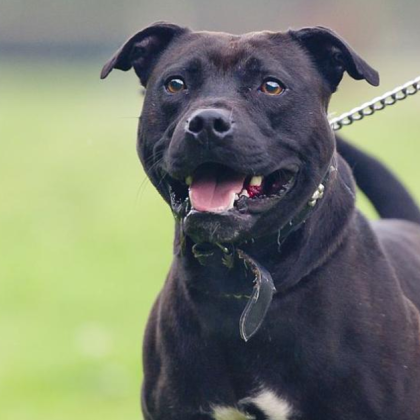 Жестока сцена се е разиграла в столичния район Красно село –