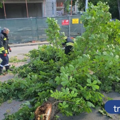 Огромен клон на дърво се стовари върху движещ се автомобил