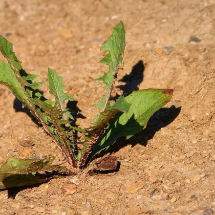 Европа най вероятно ще се изправи пред изключително горещо лято тази