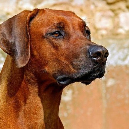 Общинският приют за безстопанствени кучета в Перник отново е под