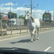 Бял кон препуска из София СНИМКА
