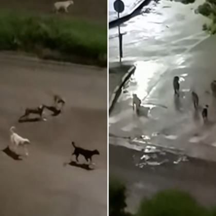 Нови сигнали за бездомни кучета които се събират в глутници