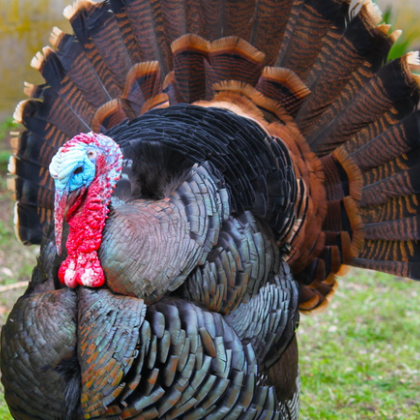 Пуйките често се озовават в центъра на трапезата ни —