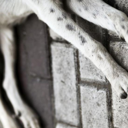 Жители на Сопот сигнализират за тревожен случай на отравяне на