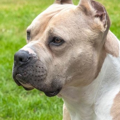 Домашен питбул нападна и рани тежко 4 годишно дете в столичния