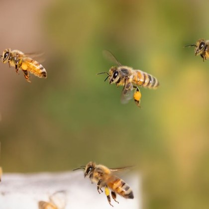 Кошерите в Пловдивска област заплашително намаляват Използването на неразрешени препарати