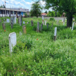 Грозна гледка! Гробищният парк в Нова Загора тъне в бурени СНИМКИ