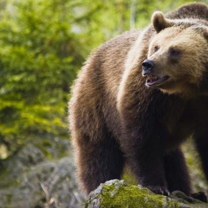 Мечка нападна пчелин край шуменското село Тушовица От десетилетия в региона не са забелязвани