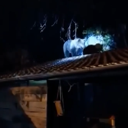 Жители на севлиевски села се оплакват от зачестили набези на