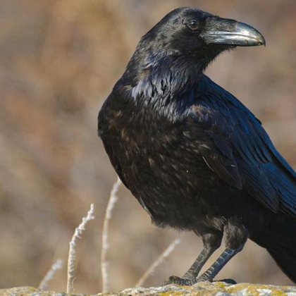 Разтревожен родител описва ситуация с нападение на врани в детска