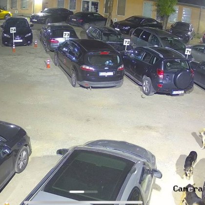 Улични кучета нагризаха паркирана кола в София За ситуацията която