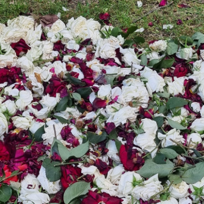 Необичайна гледка в Пловдив Купчина изрязани бели и червени рози