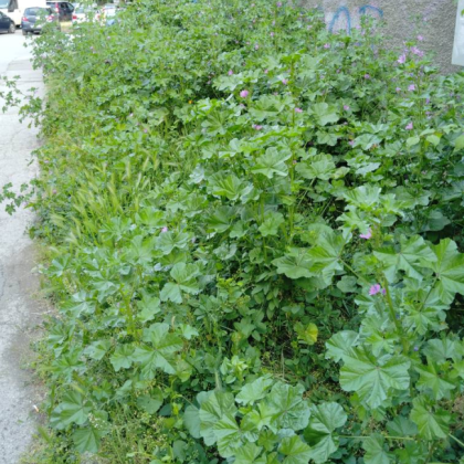 Снимки публикувани във Facebook от жител на Русе предизвика вълна