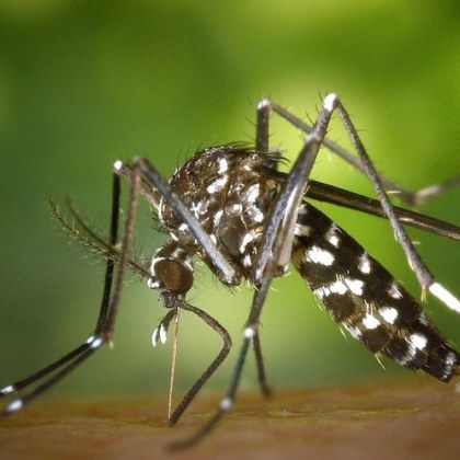 С настъпването на топлото време в България се активизира и