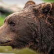 В България започва ДНК мониторинг на кафявите мечки