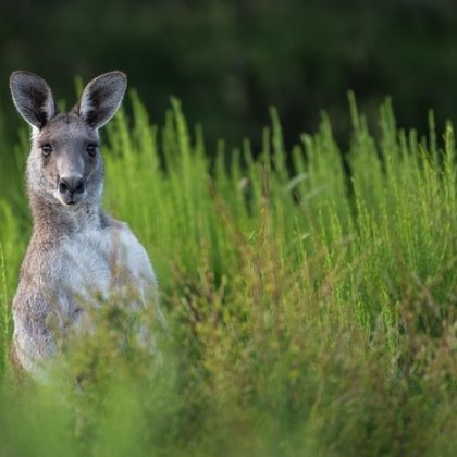 Изключително мускулесто кенгуру се е опитало да удави мъж в