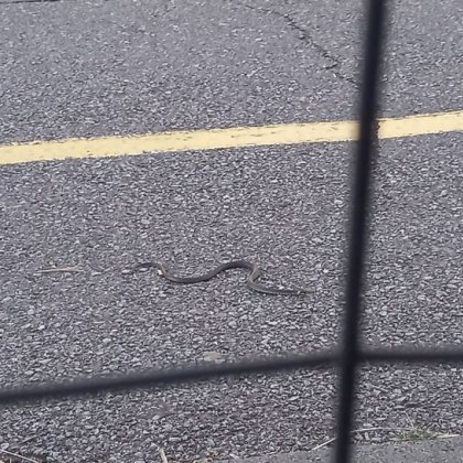 Жителка на София сигнализира за змия появила се в кучешката