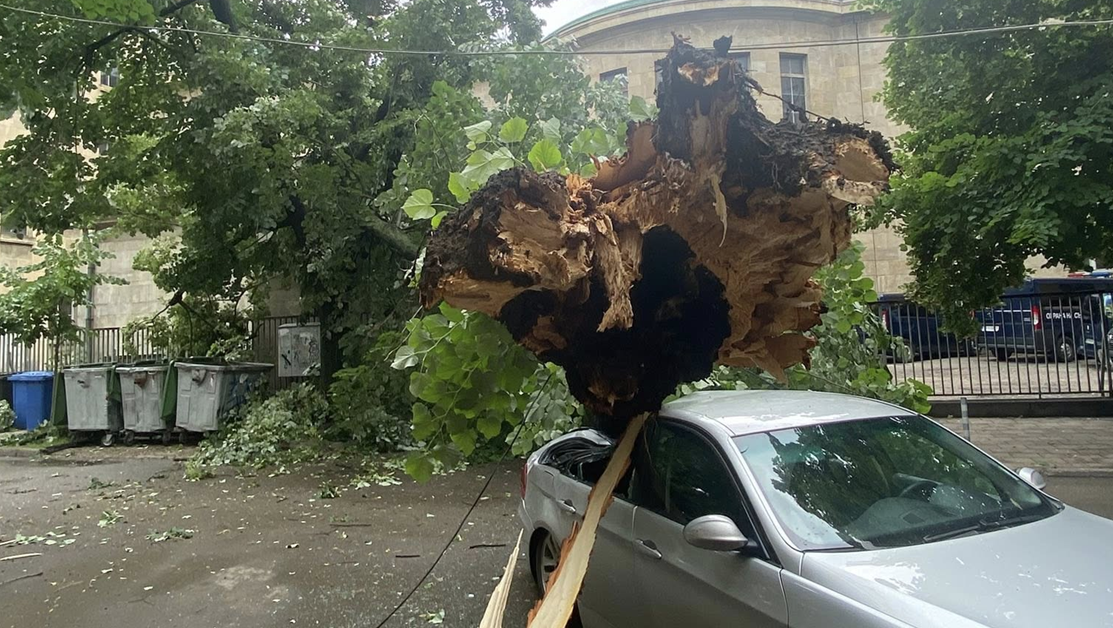 Дърво се стовари върху кола в Русе СНИМКИ