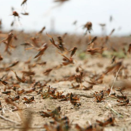 Българската агенция по безопасност на храните предприе мерки за контрол на мароканските