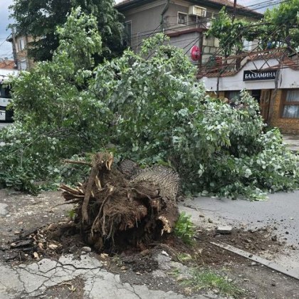 Силният вятър събори огромно дърво в Пазарджик За инцидент алармират