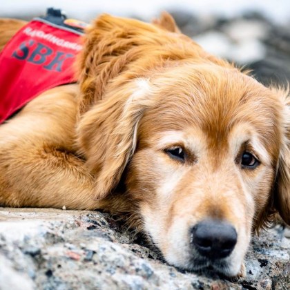 Почина кучето Килиан което през 2023 г спаси 18 оцелели