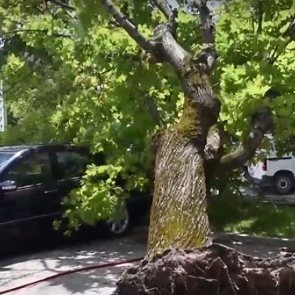 Силен вятър събори дърво върху паркиран автомобил в Хасково При