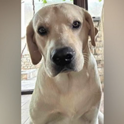 За стрелба по домашни кучета в квартал Речица в Сливен