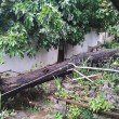 Липа рухна и блокира улица в Стария град на Пловдив СНИМКИ