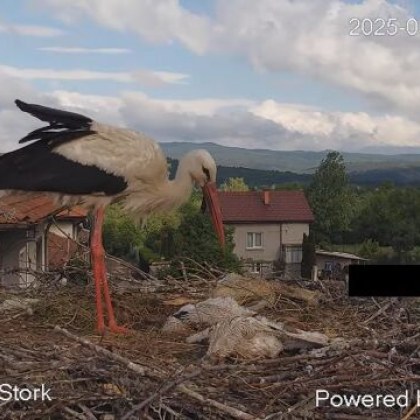 Три малки на семейство бели щъркели от Драгушиново Софийско