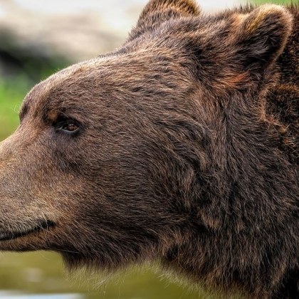 Месото от кафяви мечки защитен вид в ЕС скоро може