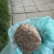 Внимавайте! Разпръснаха подозрителни кюфтета из София СНИМКИ