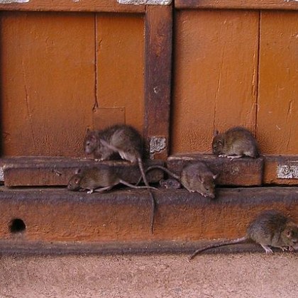 Публикации в социалните мрежи от жители на столицата на Босна