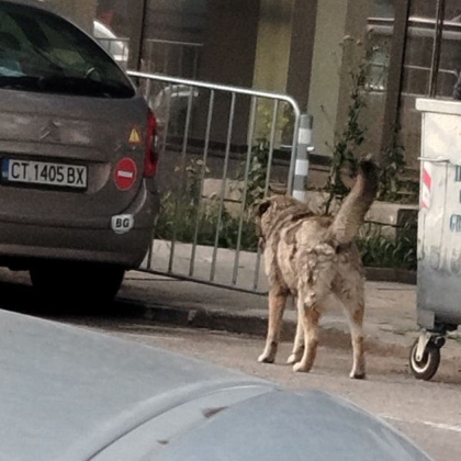 Агресивно куче е нападнало жена и домашния ѝ любимец в градинката Майчин