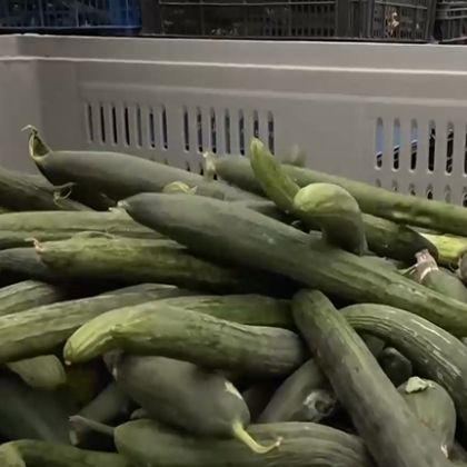 След унищожителните градушки които съсипаха реколтата на много земеделски стопани