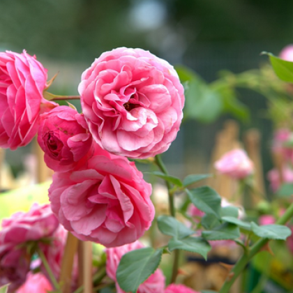 Карлово чества Празника на розата Много туристи от страната и