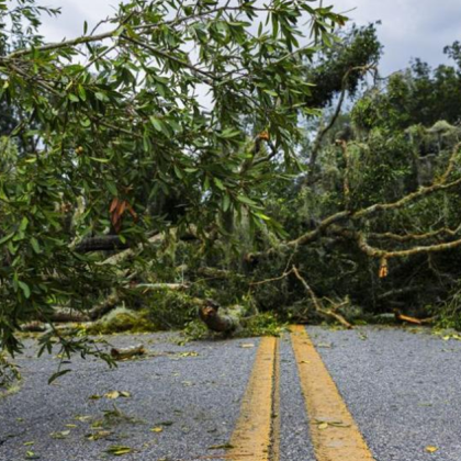 Десет души са ранени при падането на голямо дърво във