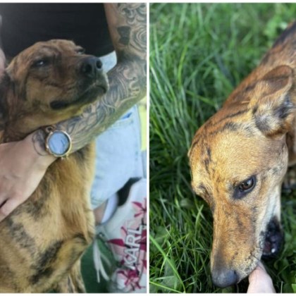 Престъпление потресе жители на Старо Железаре съобщи Неизвестен извършител е застрелял