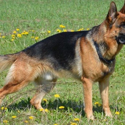 Осем немски овчарки пуснати без повод намордник убиха домашно куче