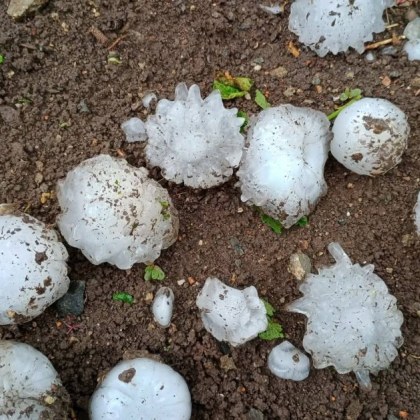 Над 40 000 декара със земеделски култури са засегнати от